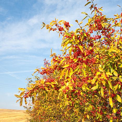 Spindle (Hedging) image