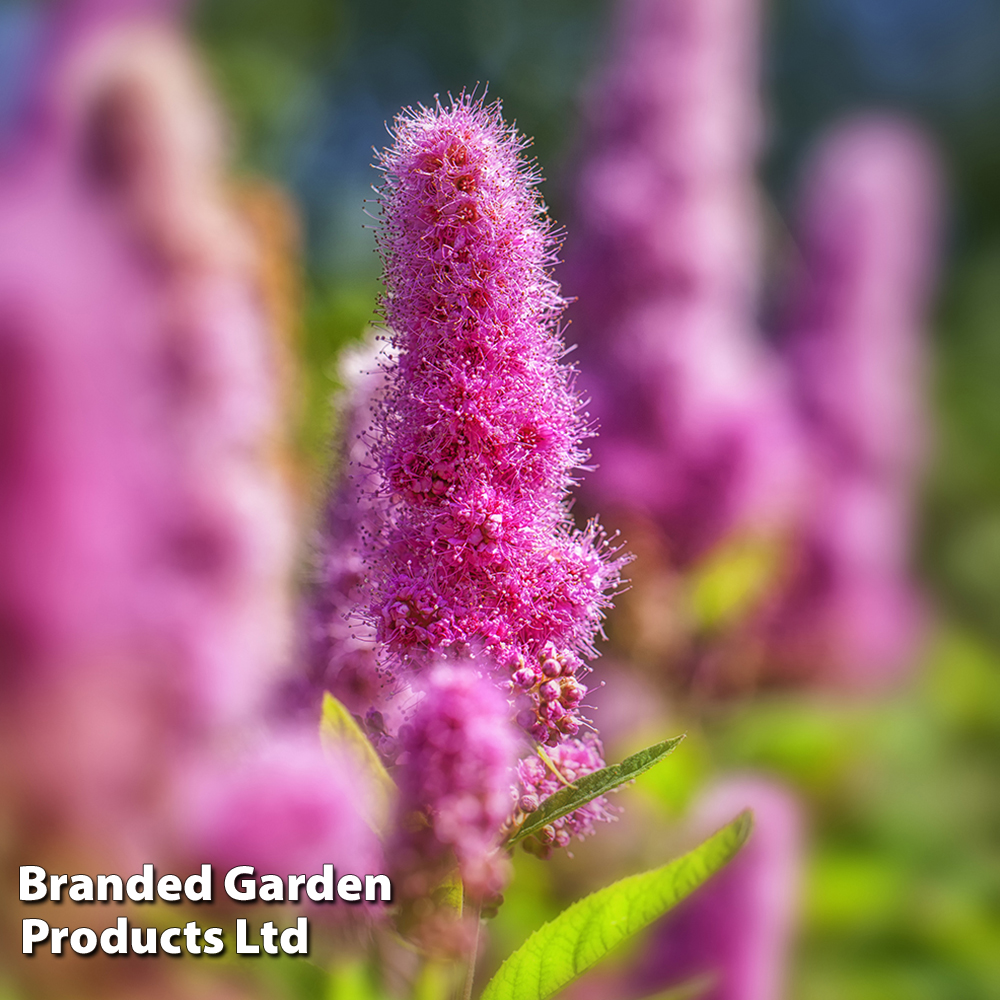 Spiraea x billardii image