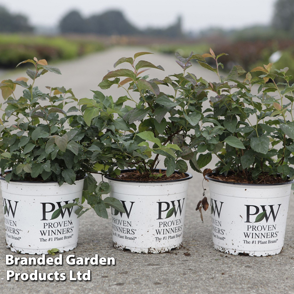 Spiraea japonica 'Double Play Blue Kazoo' image