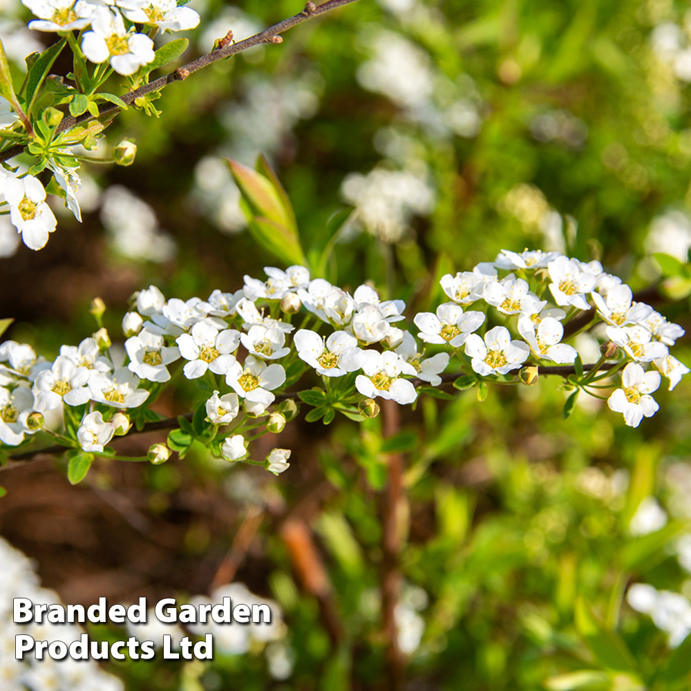 Spiraea cinerea 'Graciosa' image