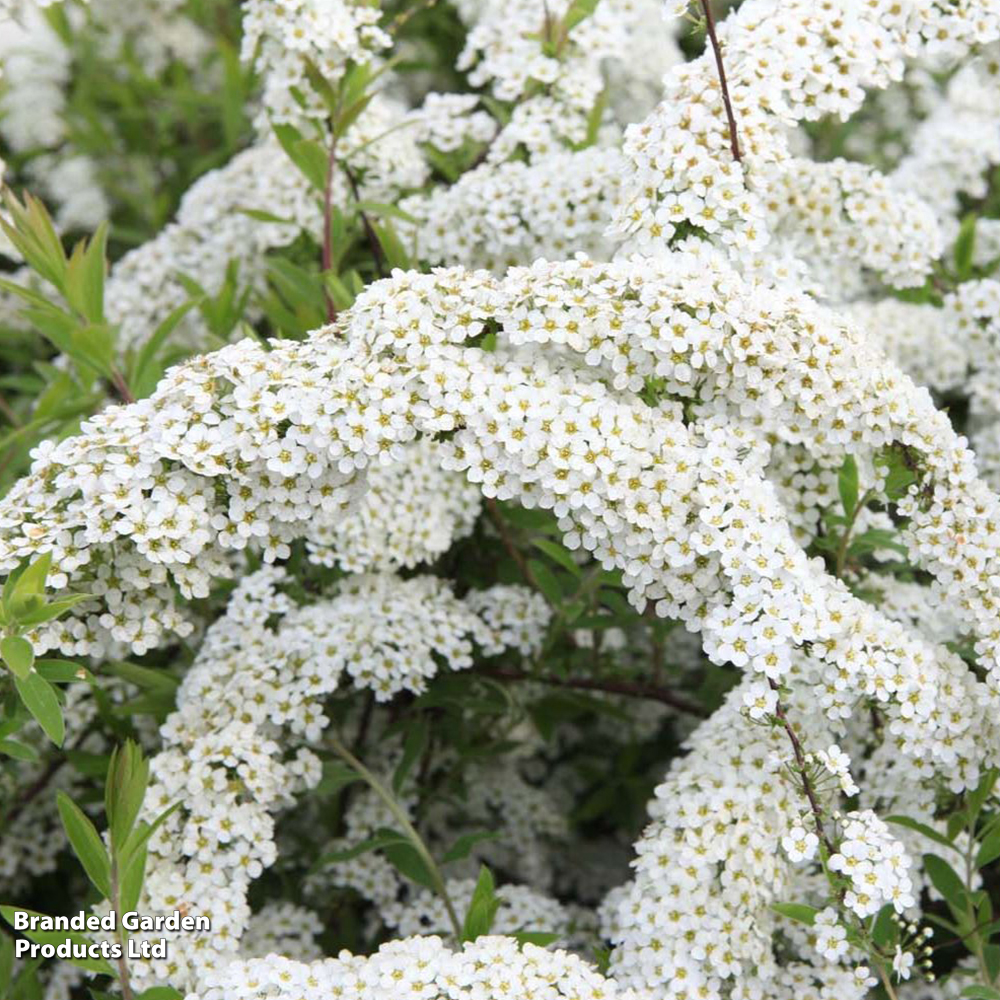 Spiraea x cinerea 'Grefsheim' image