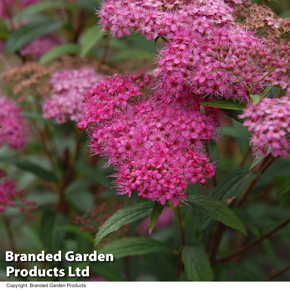 Spiraea japonica 'Neon Flash' image