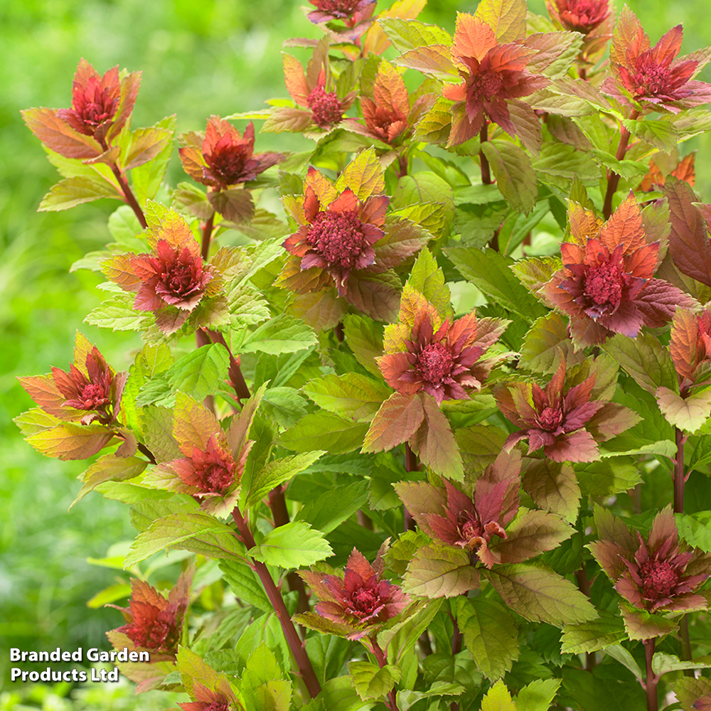 Spiraea 'Sparkling Champagne' image