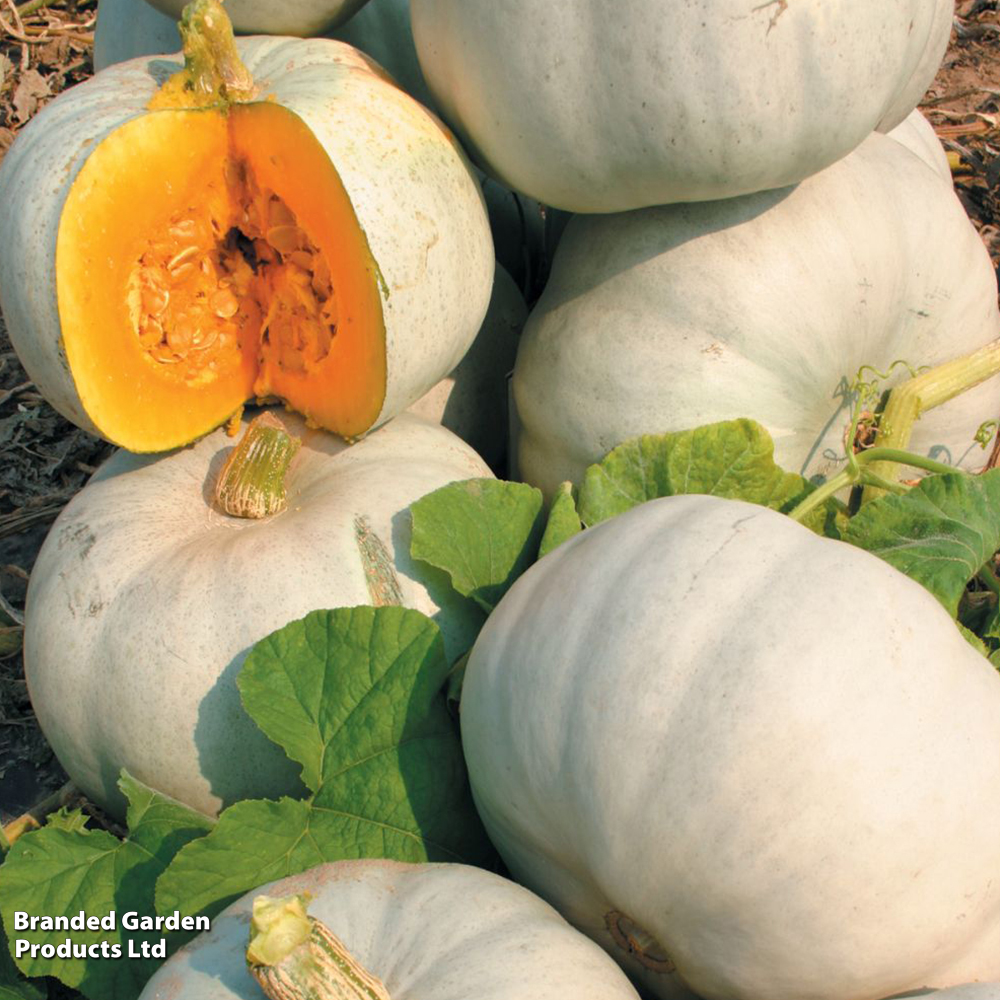 Pumpkin 'Grey Ghost' F1 - Seeds image