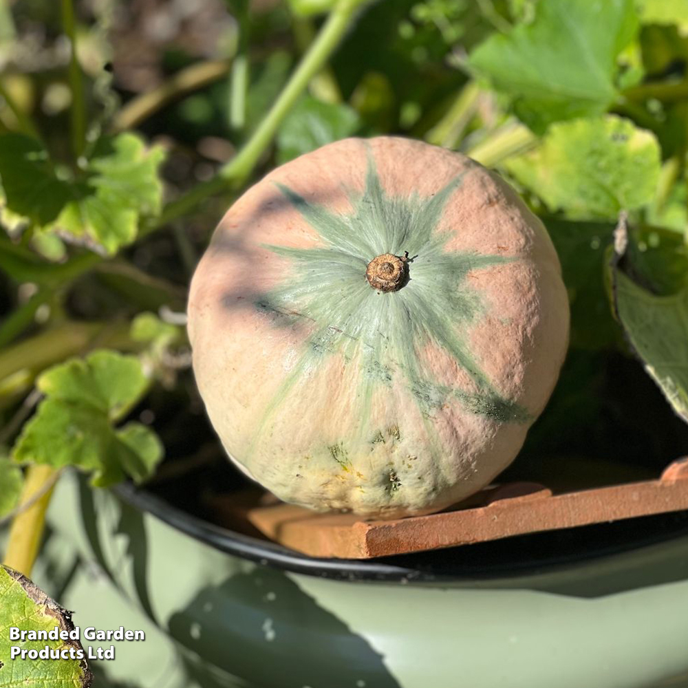 Squash Kabocha 'Rosie' F1 - Seeds image