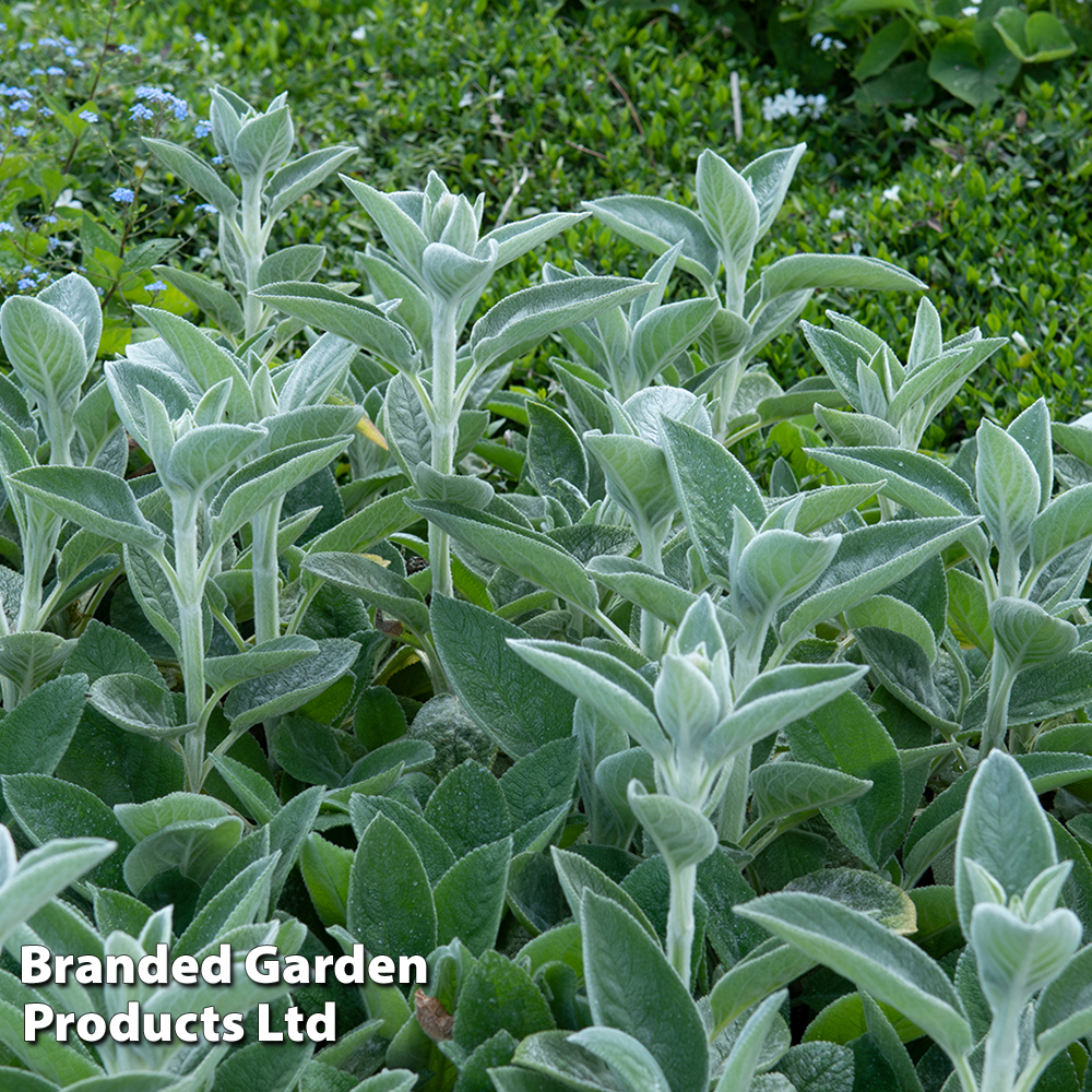 Stachys byzantina 'Big Ears' image