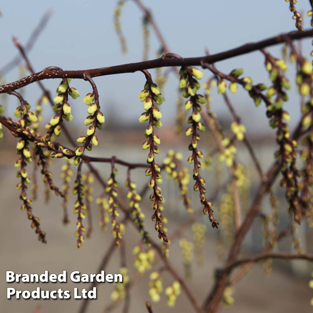 Stachyurus chinensis 'Celina' image