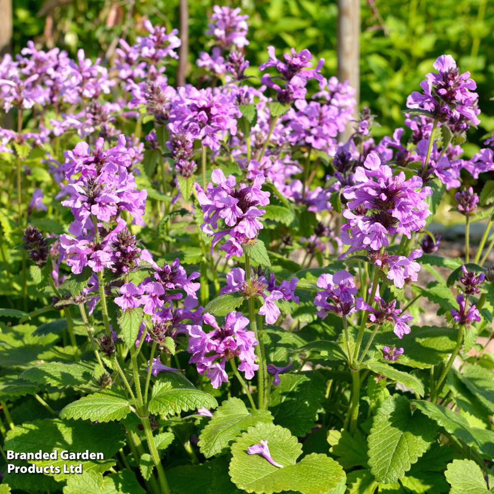 Stachys macrantha 'Superba' image