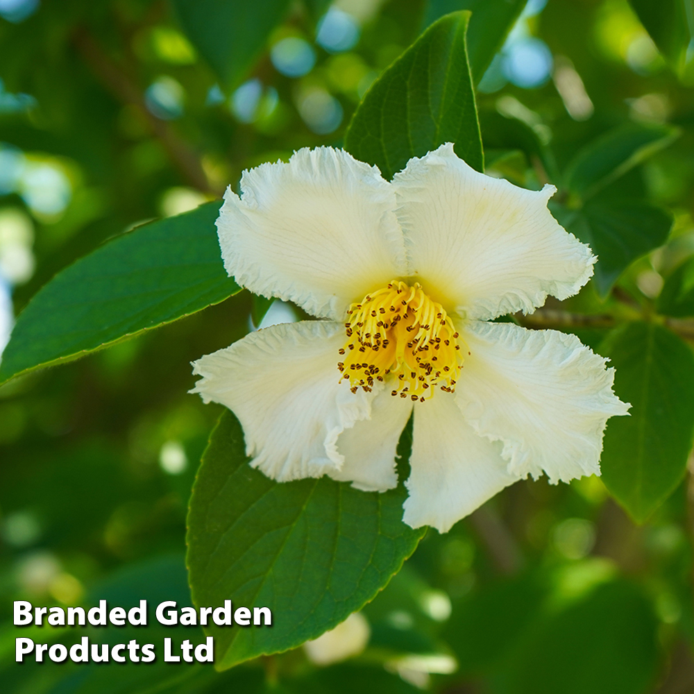 Stewartia pseudocamellia image