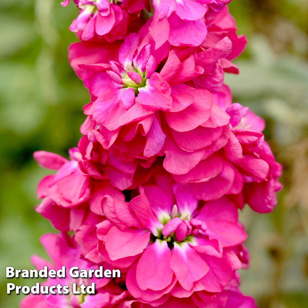 Column Stock 'American Beauty' - Seeds image