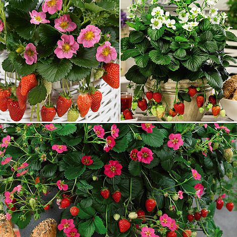 Strawberry Patio Perfect Collection image