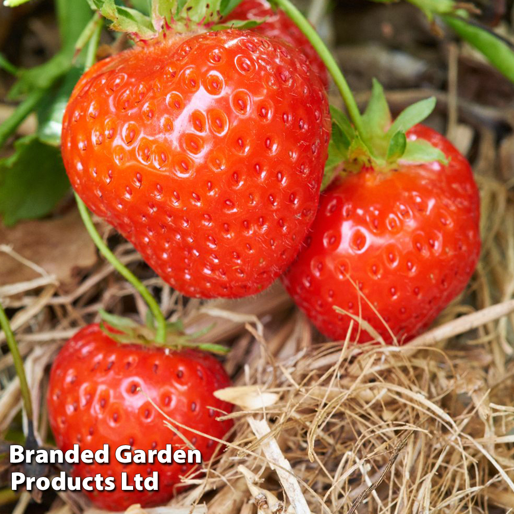 Strawberry 'Malwina' (Late Season) image