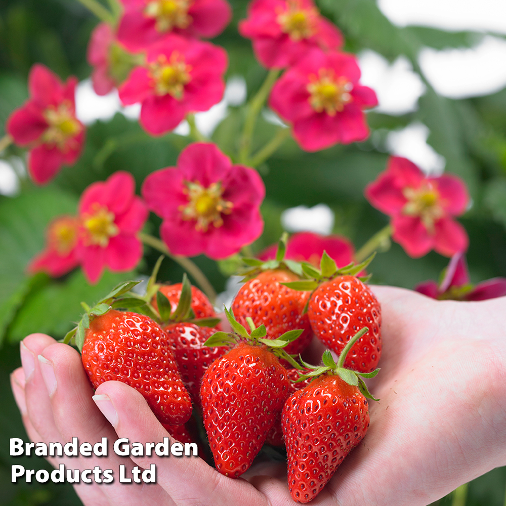 Grow Your Own Strawberry Collection image