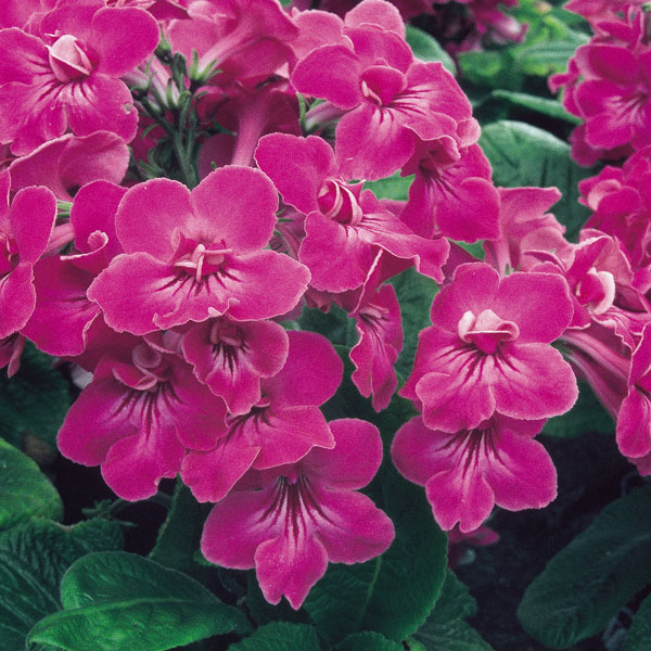 Streptocarpus 'Bristol's Very Best' image