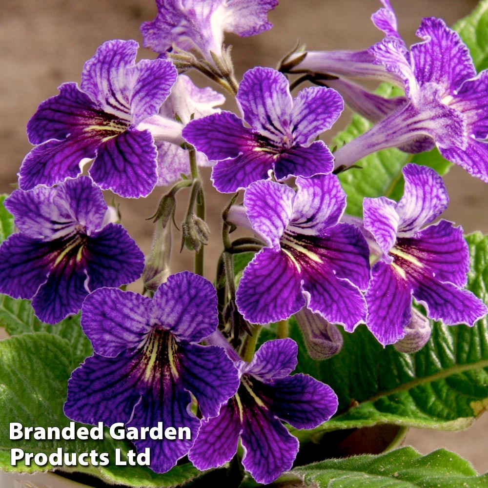 Streptocarpus 'Minnie' image