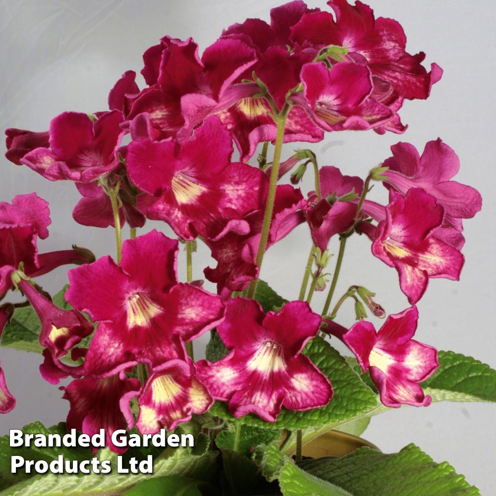 Streptocarpus 'Adele' image