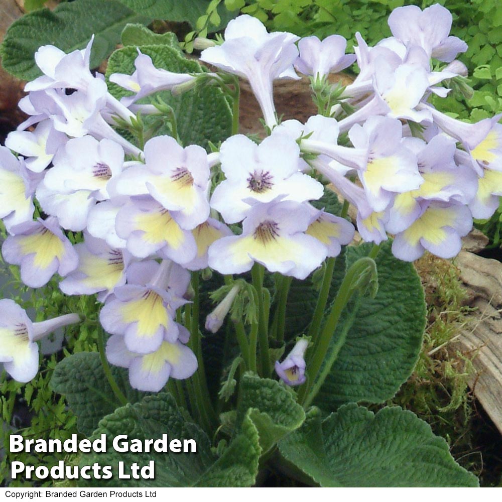 Streptocarpus 'Charlotte' image