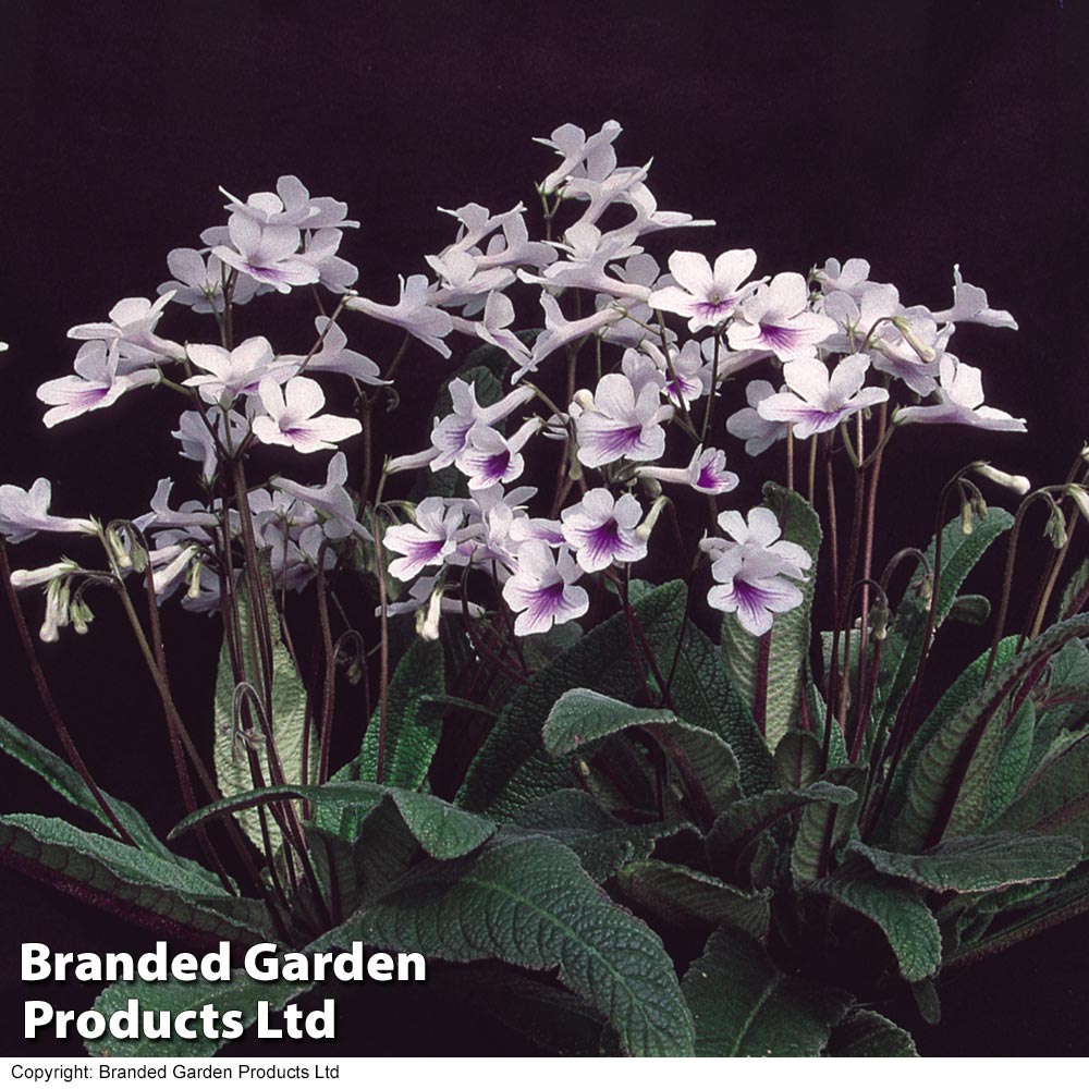 Streptocarpus 'Crystal Ice' image