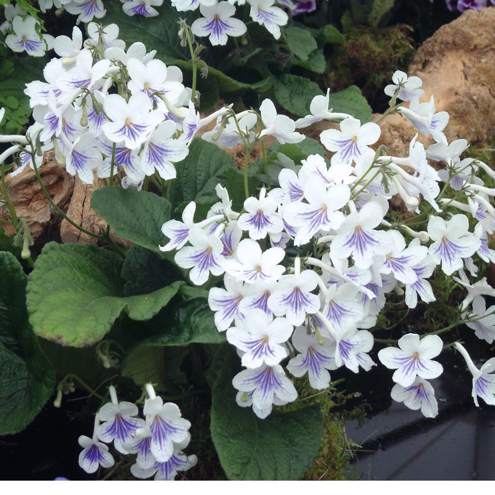 Streptocarpus 'Gwen' image