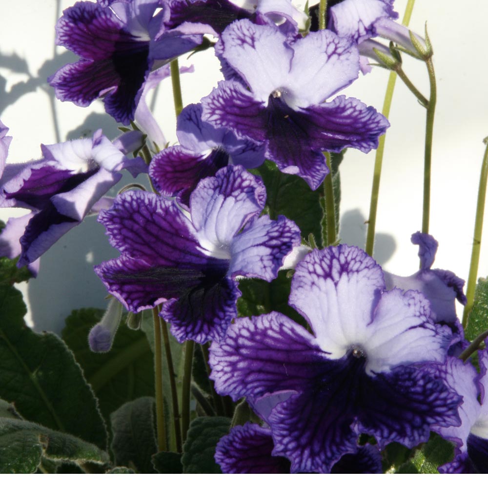 Streptocarpus 'Katie' image