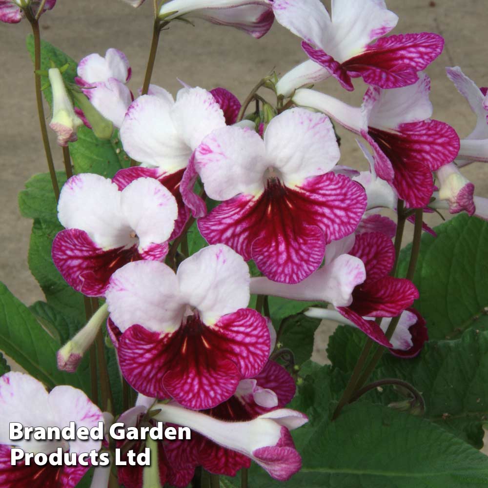 Streptocarpus 'Dwynwen' image