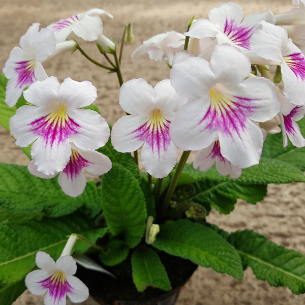 Streptocarpus 'Myfanwy' image