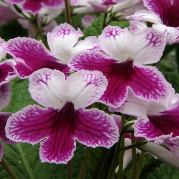 Streptocarpus 'Matilda' image