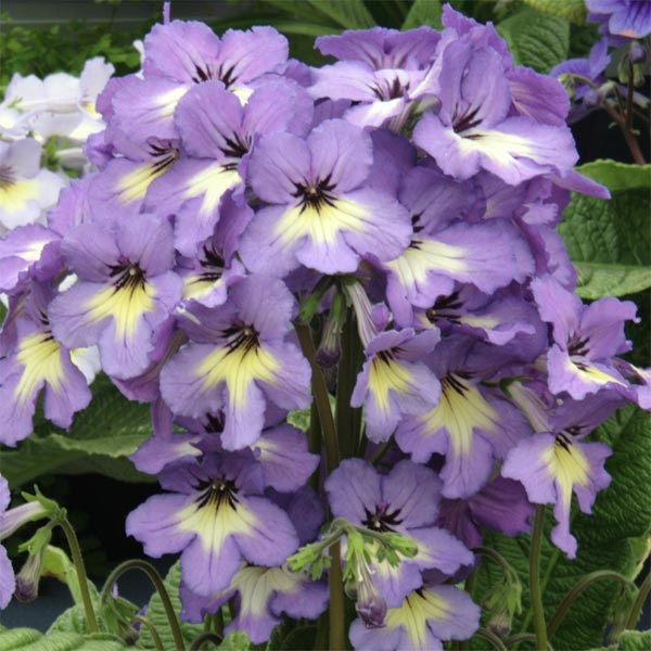 Streptocarpus 'Natalie' image