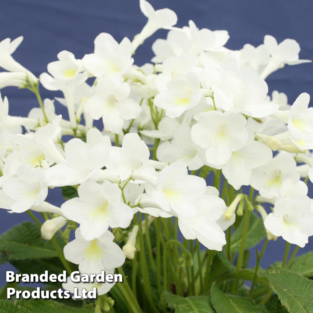 Streptocarpus 'Pearl' image