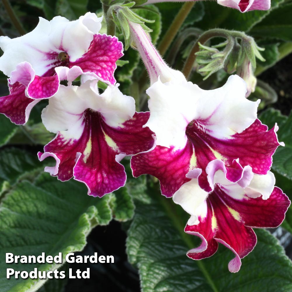 Streptocarpus 'Titania' image