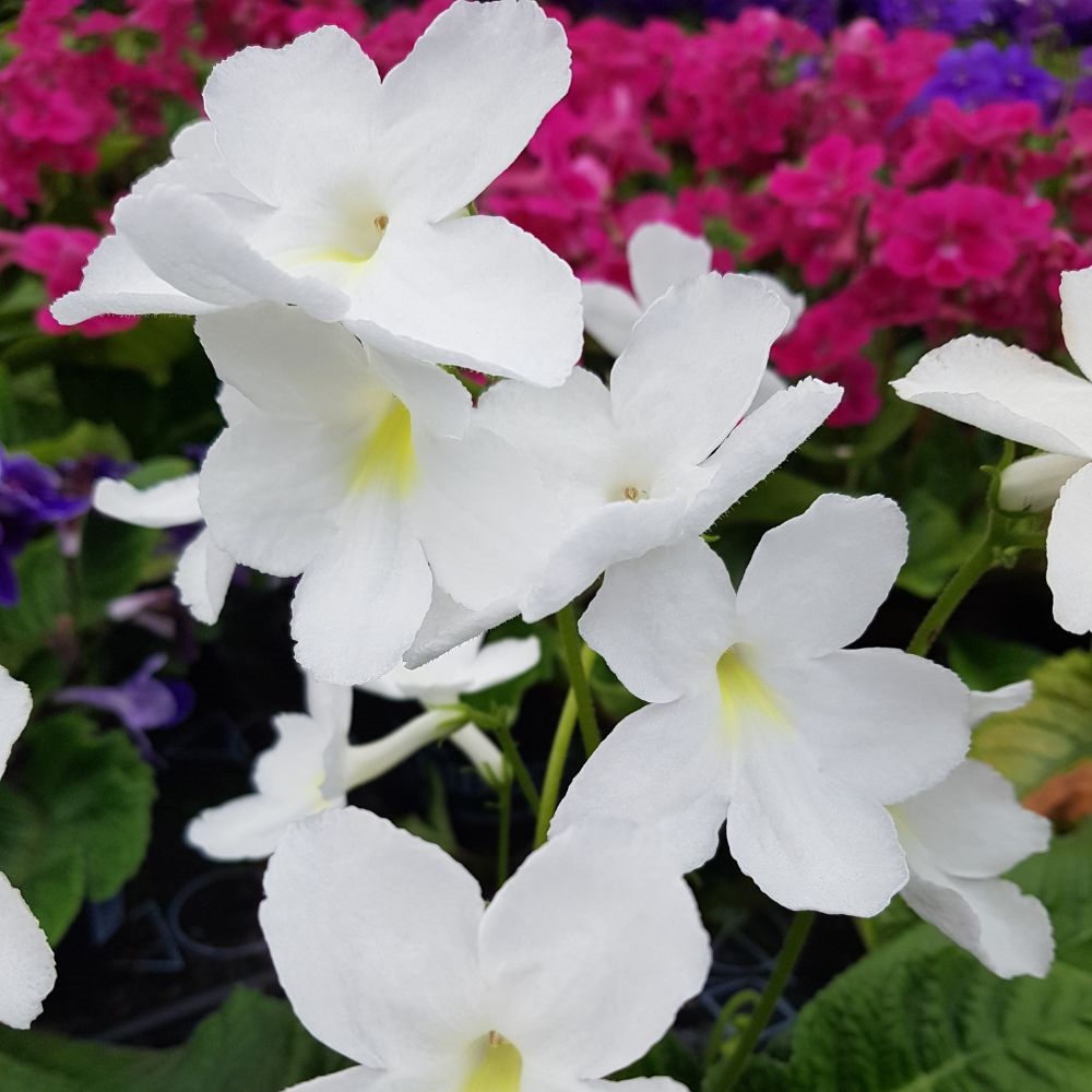 Streptocarpus 'Albatross' image