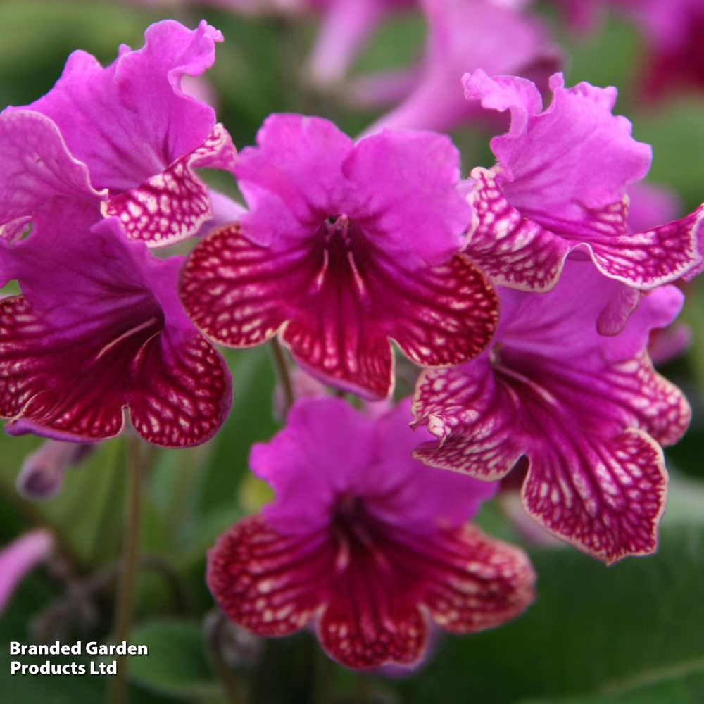 Streptocarpus 'Cariad' image