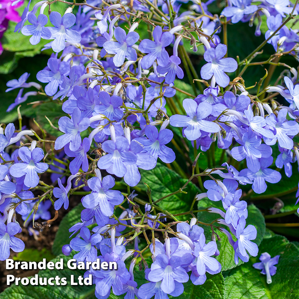 Streptocarpus 'Falling Stars' image