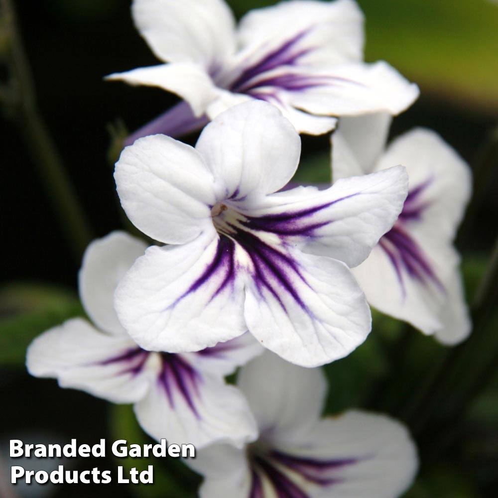 Streptocarpus 'Freya' image