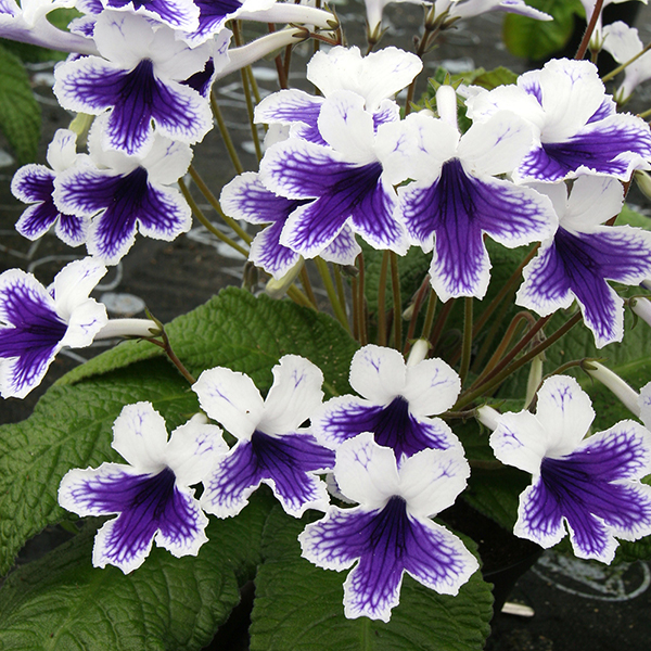 Streptocarpus 'Marion' image