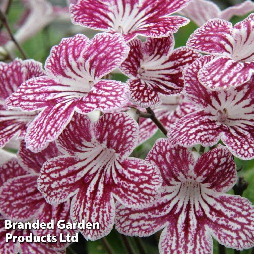 Streptocarpus 'Polka-Dot Red' image