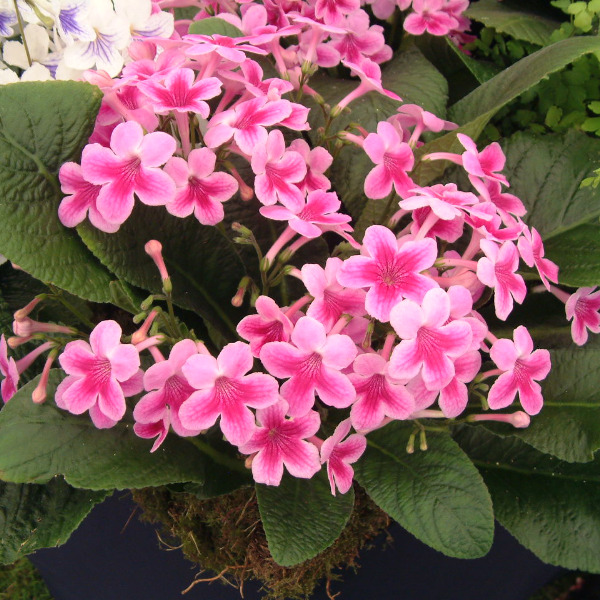 Streptocarpus 'Tina' image