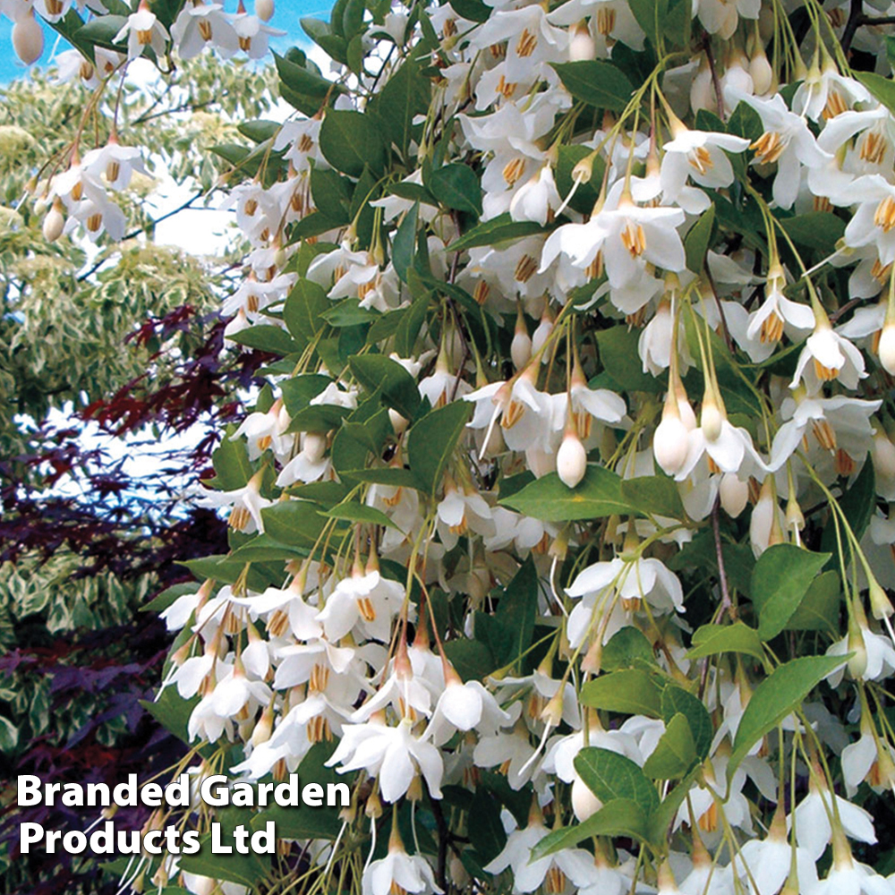 Styrax japonicus 'Fragrant Fountain' image