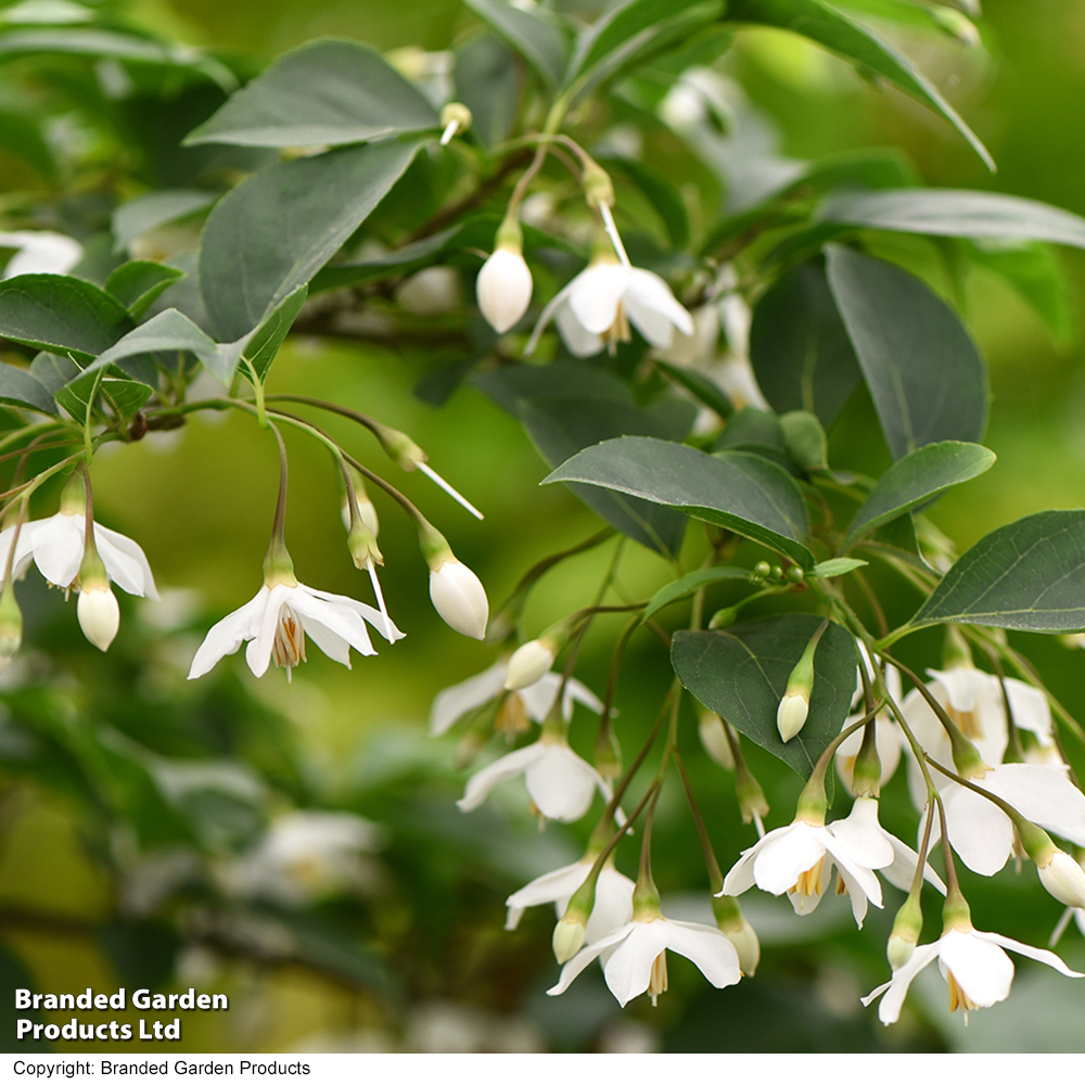 Styrax japonicus image