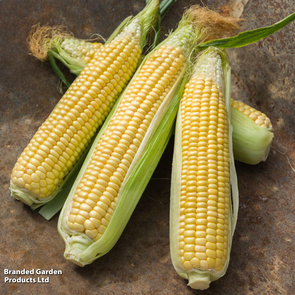 Sweetcorn 'Sweet Start' F1 - Seeds image