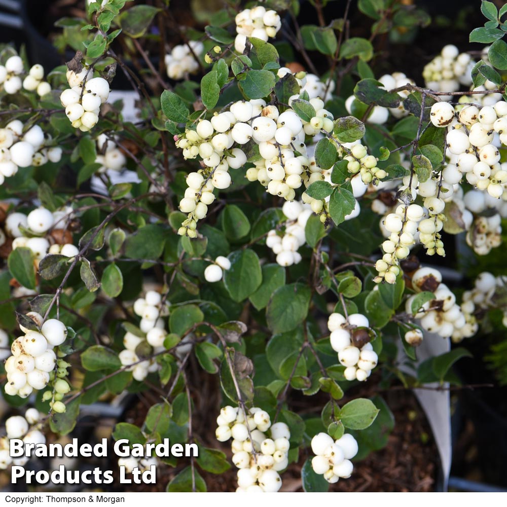 Symphoricarpos 'Magical Galaxy' image