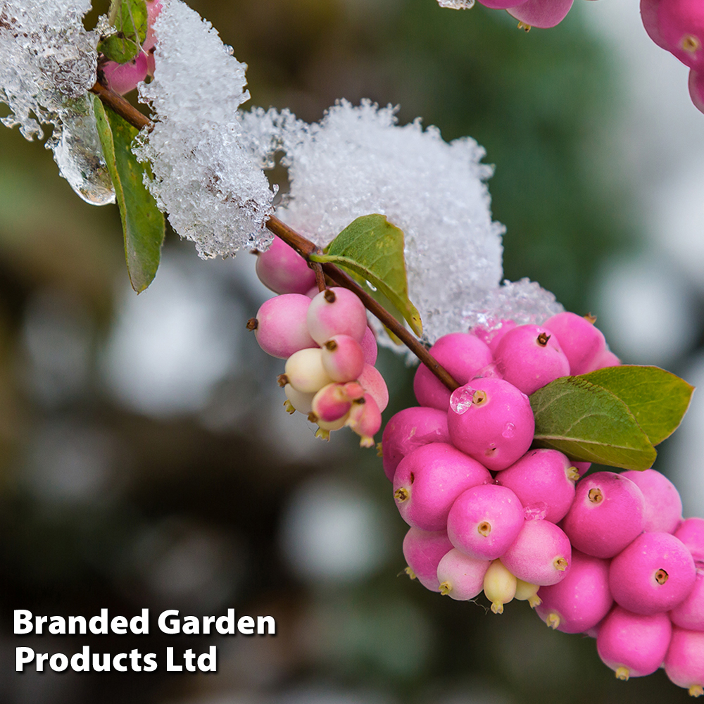 Symphoricarpos 'Magical Candy' image