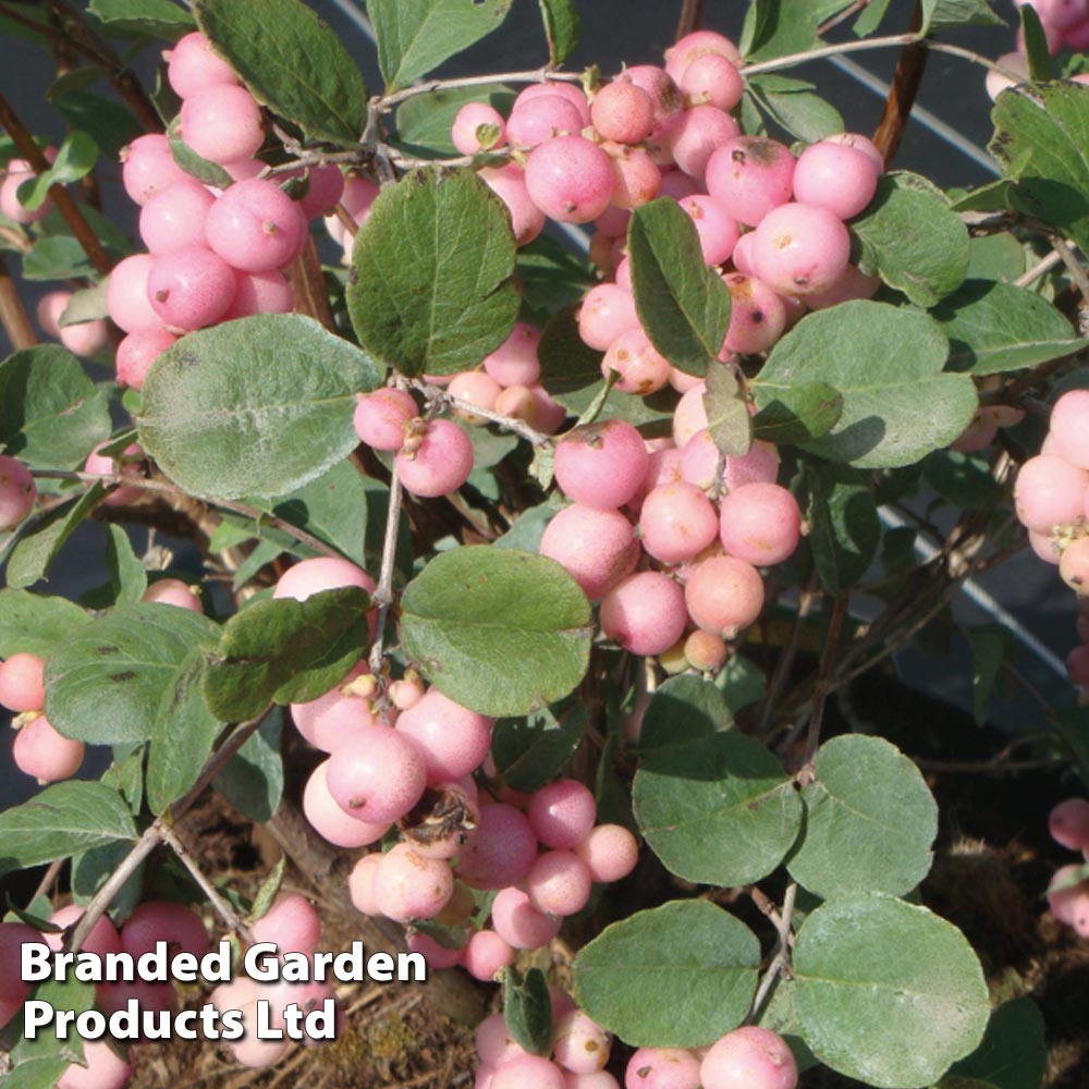 Symphoricarpos x doorenbosii 'Amethyst' image