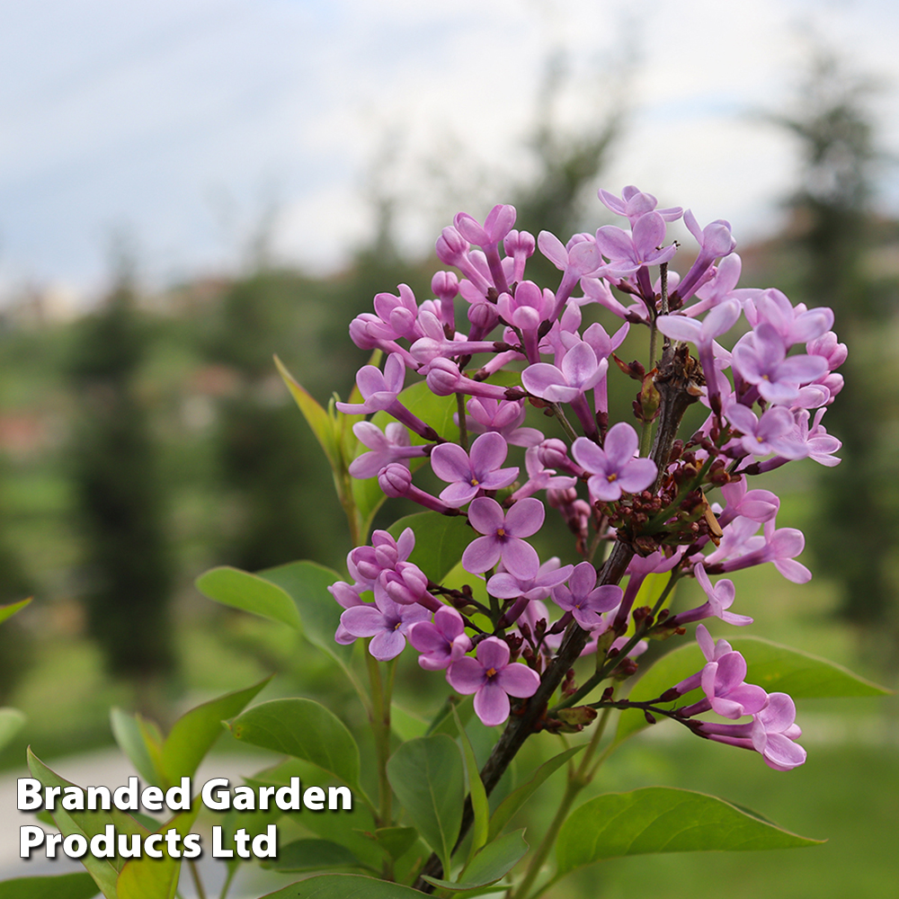 Lilac 'Bloomerang Dark Purple' image