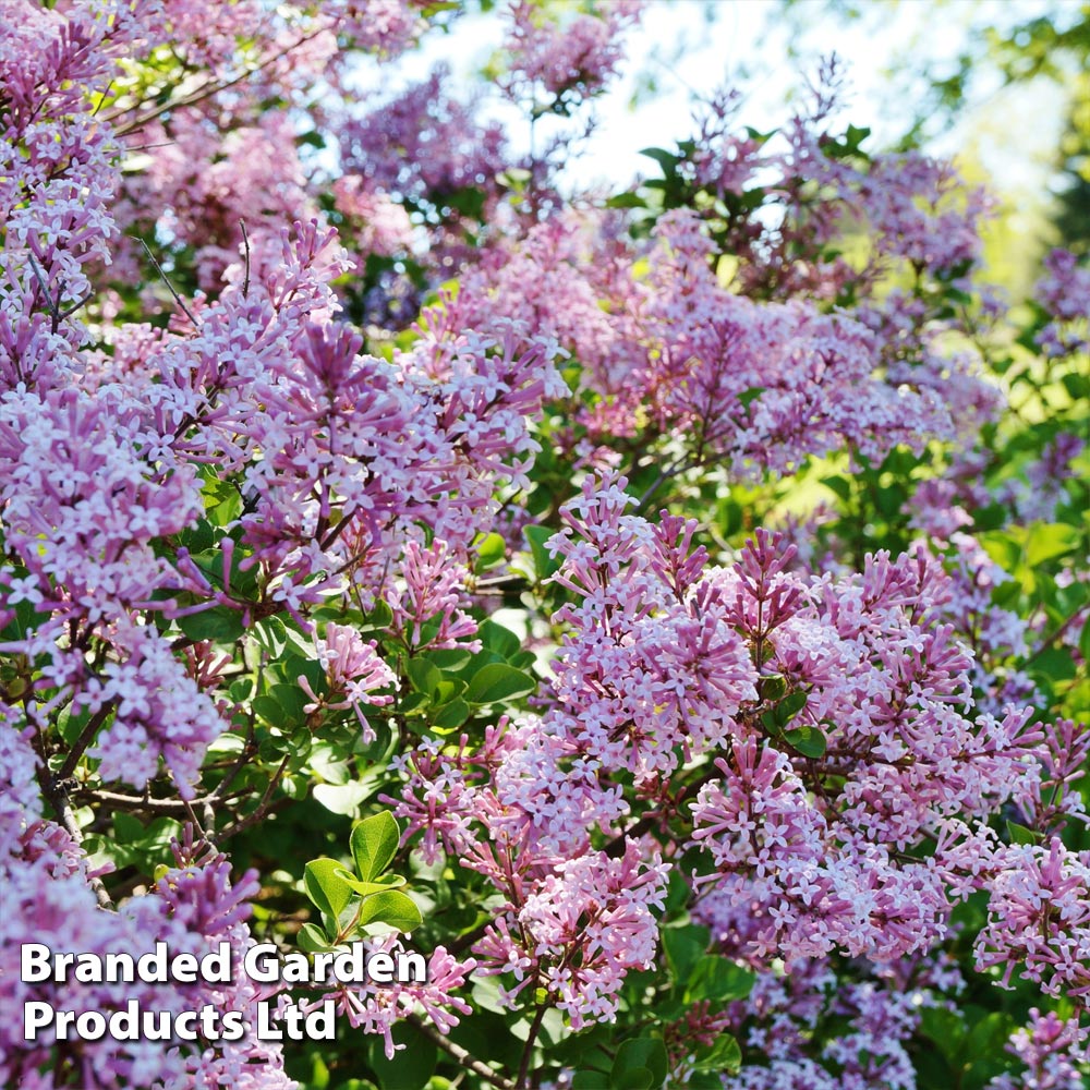 Lilac 'Bloomerang Pink Perfume' image