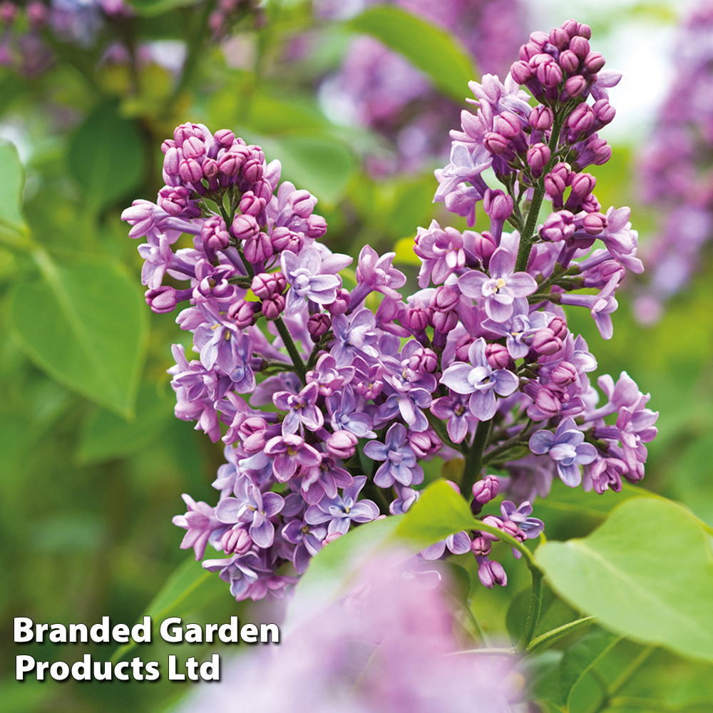 Lilac 'Charles Joly' image