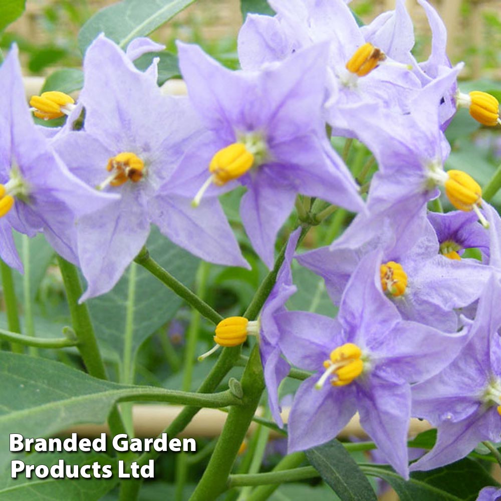 Solanum crispum 'Glasnevin' image