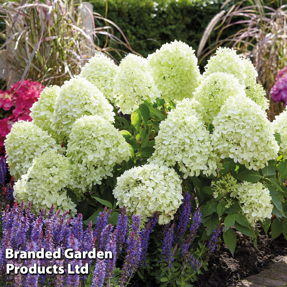 Hydrangea paniculata 'Little Spooky' image