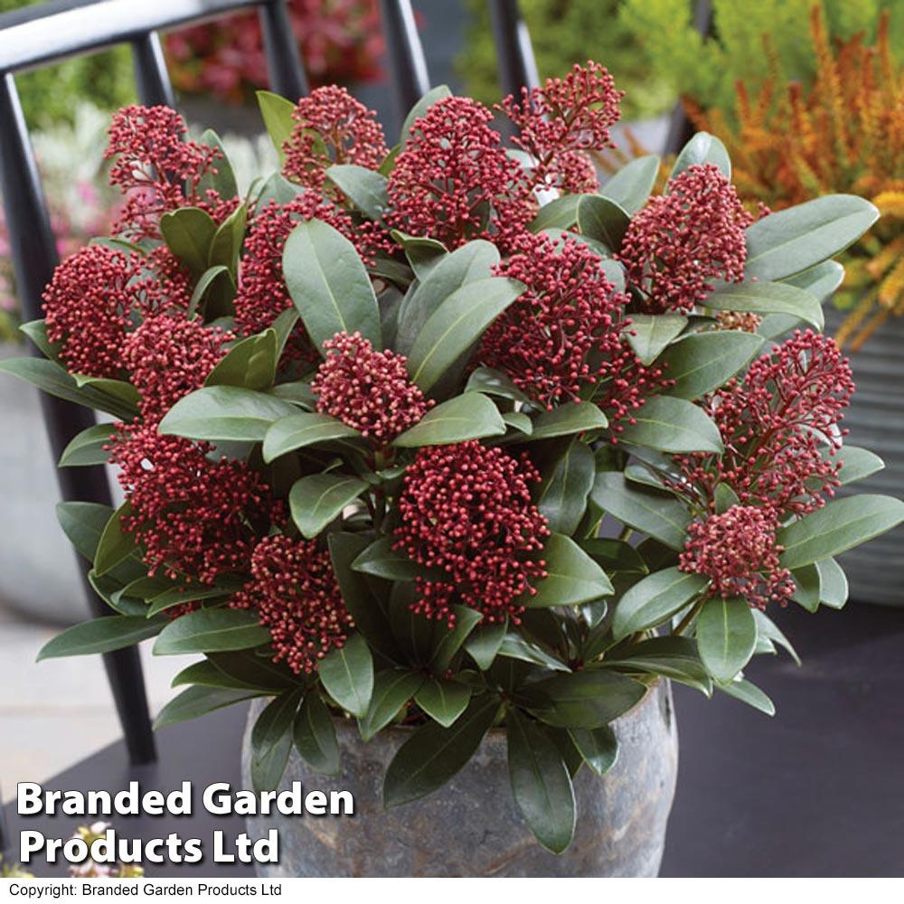 Skimmia japonica 'Rubella' image