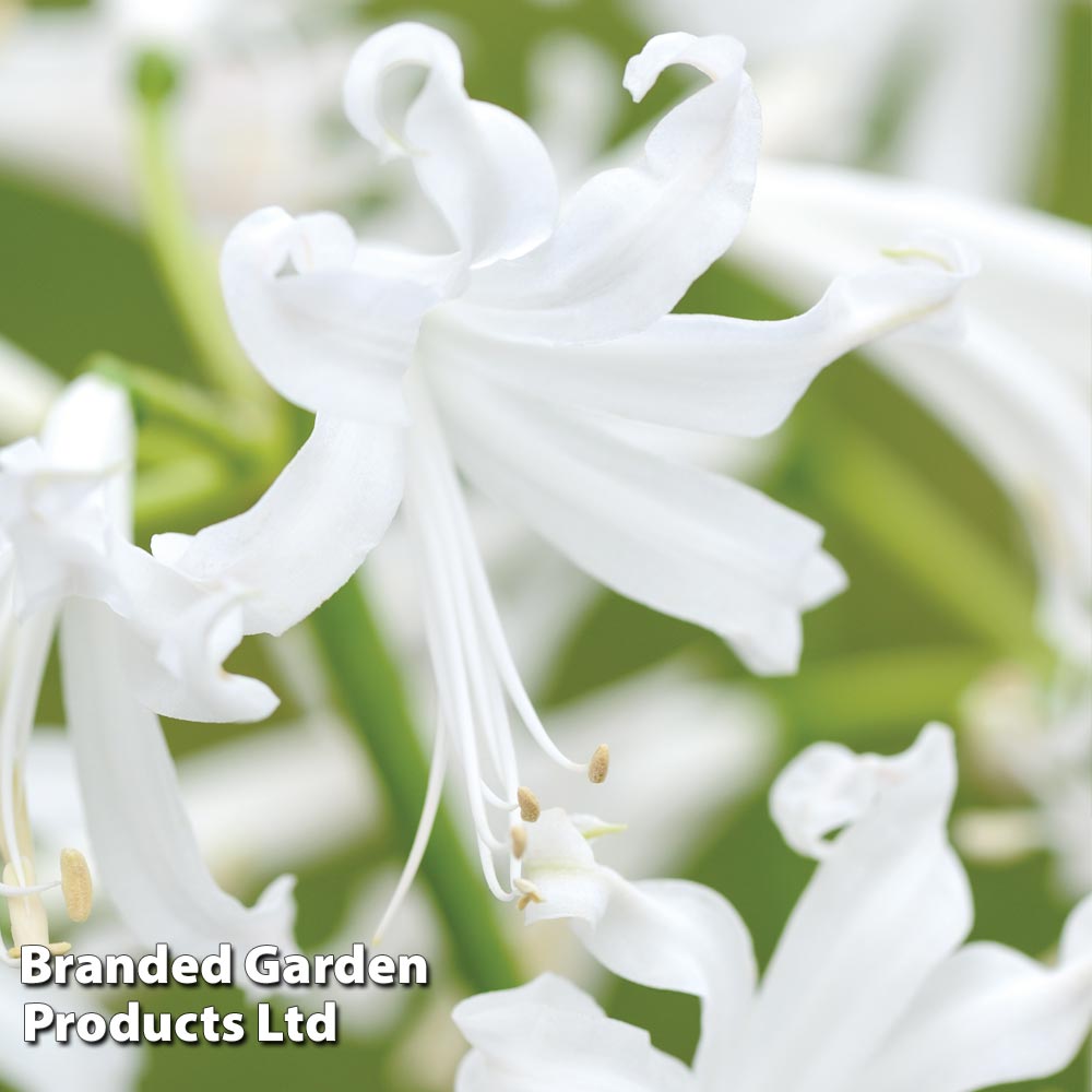 Nerine bowdenii 'Alba' image